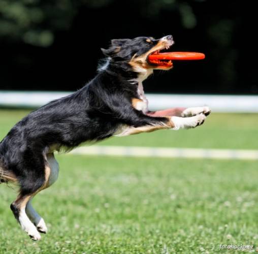 200807-frisbee-stromovka-9739.jpg