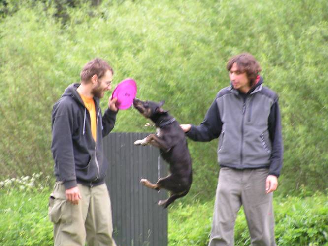 dogfrisbee 055.jpg