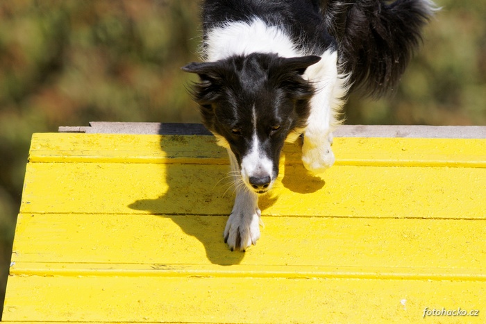 200809-agility-intenzivnistodulky-4719.jpeg