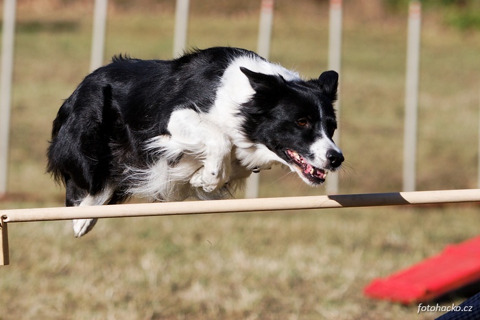 200809-agility-intenzivnistodulky-4935.jpeg