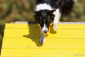 200809-agility-intenzivnistodulky-4719.jpeg